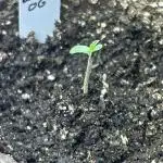 BF - RS11 x Banana OG