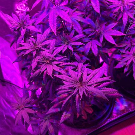 RQS - Tropicana Cookies Purple
