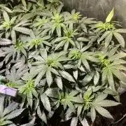 BF - RS11 x Banana OG