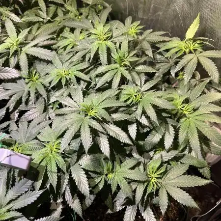 BF - RS11 x Banana OG