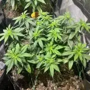 BF - RS11 x Banana OG