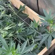 RQS - Gelato 44