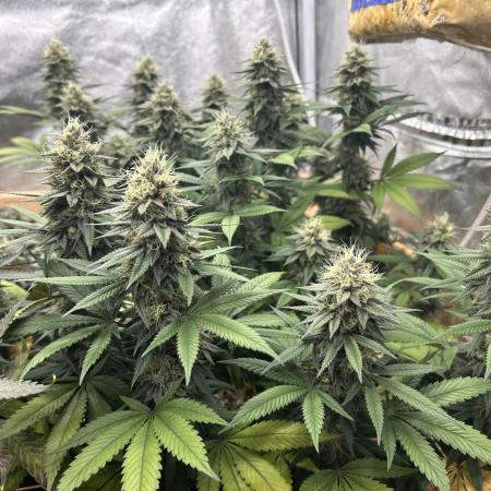 Kannabia - Apple Fritter