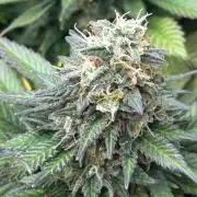 OSS - Sherbet Moonrocks