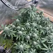 Kannabia - Pink Gelato