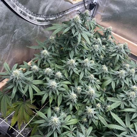 Kannabia - Pink Gelato