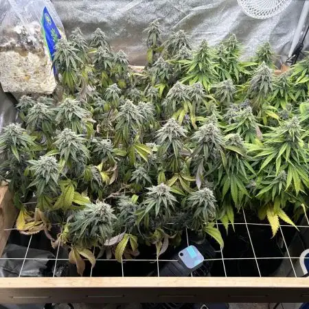 All Gas!!