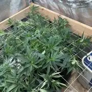 WSE - NYC Diesel