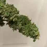 WSE - NYC Diesel