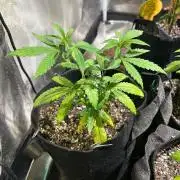 BF - Black Cherry Gushers