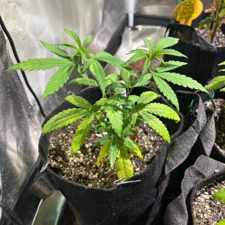 BF - Black Cherry Gushers