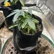 BF - RS11 x Banana OG