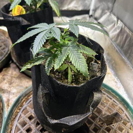 BF - RS11 x Banana OG