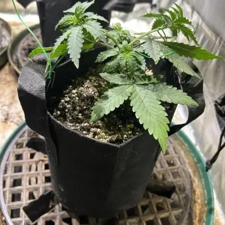 Kannabia - Pink Gelato