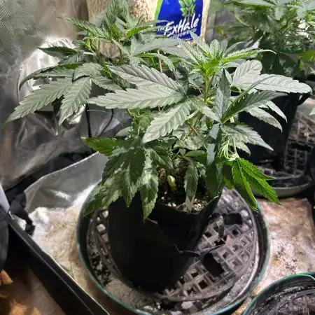Rainbow Sherbet #11