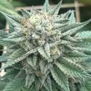 BF - Super Boof