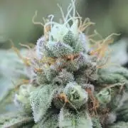 BF - RS11 x Banana OG