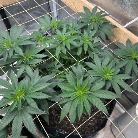 Kannabia - Apple Fritter