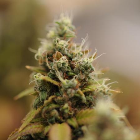 RQS - Punch Pie