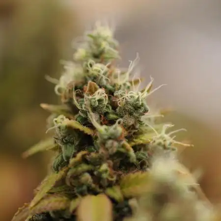 RQS - Punch Pie