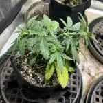 OSS - Do-Si-Dos OG