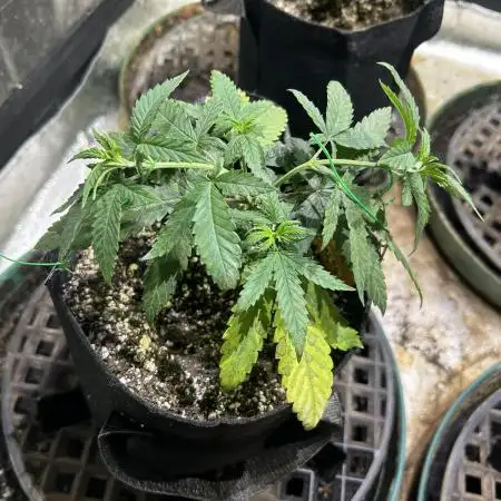 OSS - Do-Si-Dos OG