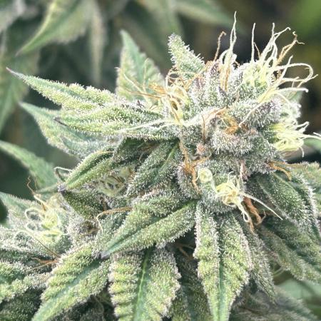 BF - RS11 x Banana OG