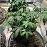 Kannabia - Pink Gelato