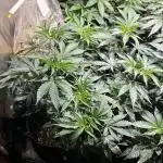 RQS - Punch Pie
