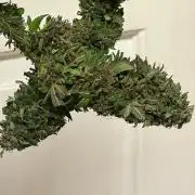 RQS - Tropicana Cookies Purple
