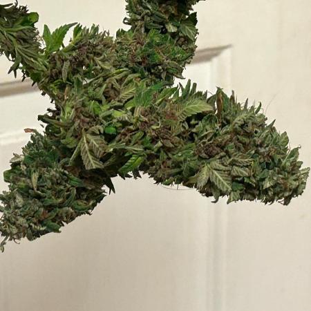 RQS - Tropicana Cookies Purple