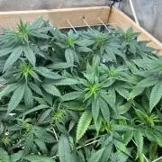 Kannabia - Apple Fritter