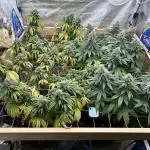 Kannabia - Rainbow Sherbet #11