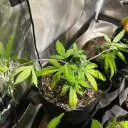 BF - Black Cherry Gushers