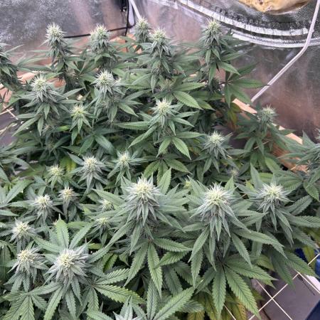 Kannabia - Apple Fritter