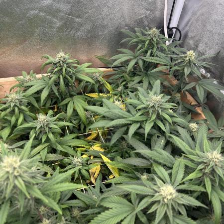 RQS - Tropicana Cookies Purple