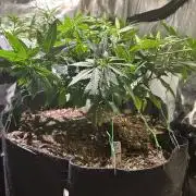 BF - RS11 x Banana OG