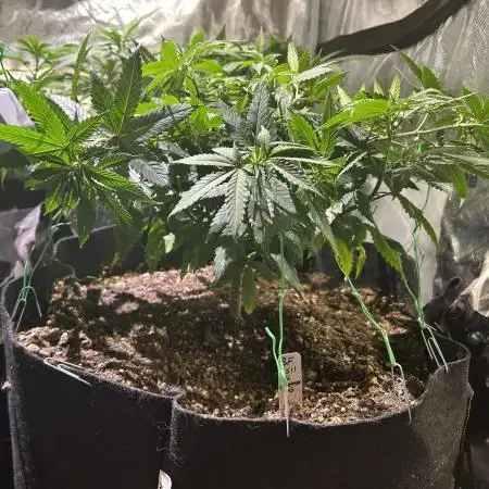 BF - RS11 x Banana OG