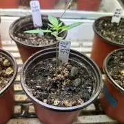 RQS - Tropicana Cookies Purple