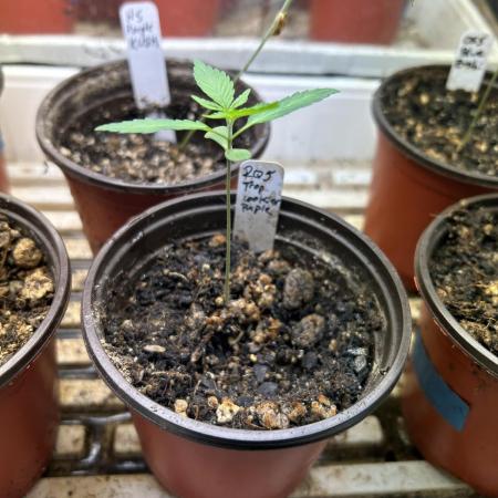 RQS - Tropicana Cookies Purple