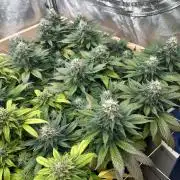 OSS - Sherbet Moonrocks