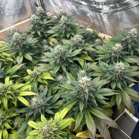 OSS - Sherbet Moonrocks