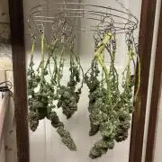 Kannabia - Pink Gelato