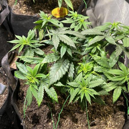 BF - RS11 x Banana OG