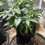 BF - RS11 x Banana OG