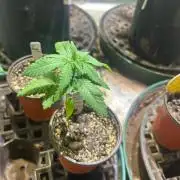 OSS - Papaya Stank