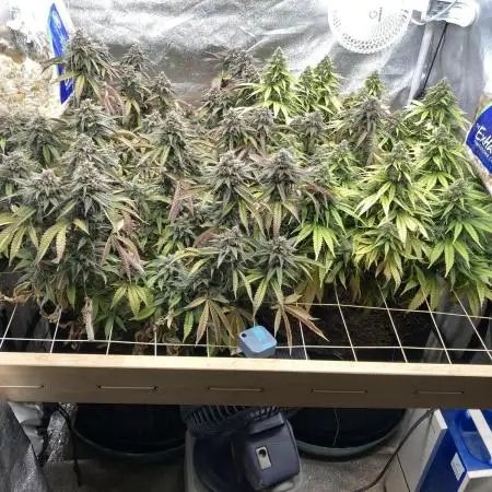 All Gas!!