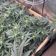 RQS - Gelato 44