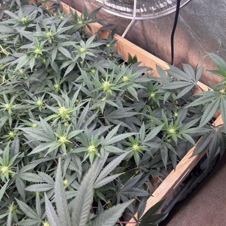 RQS - Gelato 44