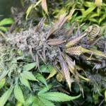 Critical Orange Punch 